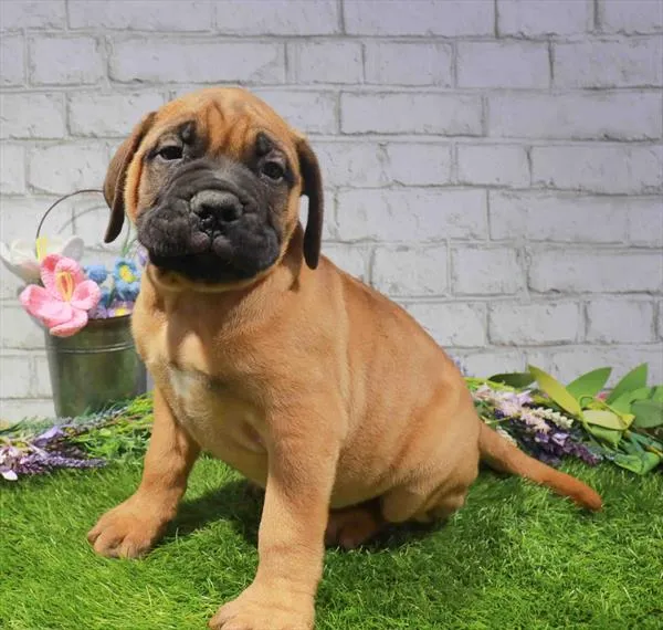 Male Bullmastiff puppy named Bowser for sale at Waggles Raleigh.