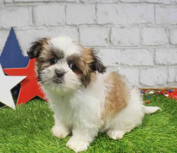 Female Shih Tzu puppy named Betty for sale at Waggles Raleigh.