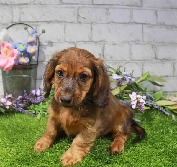 Male Dachshund puppy named Pumba for sale at Waggles Greensboro.