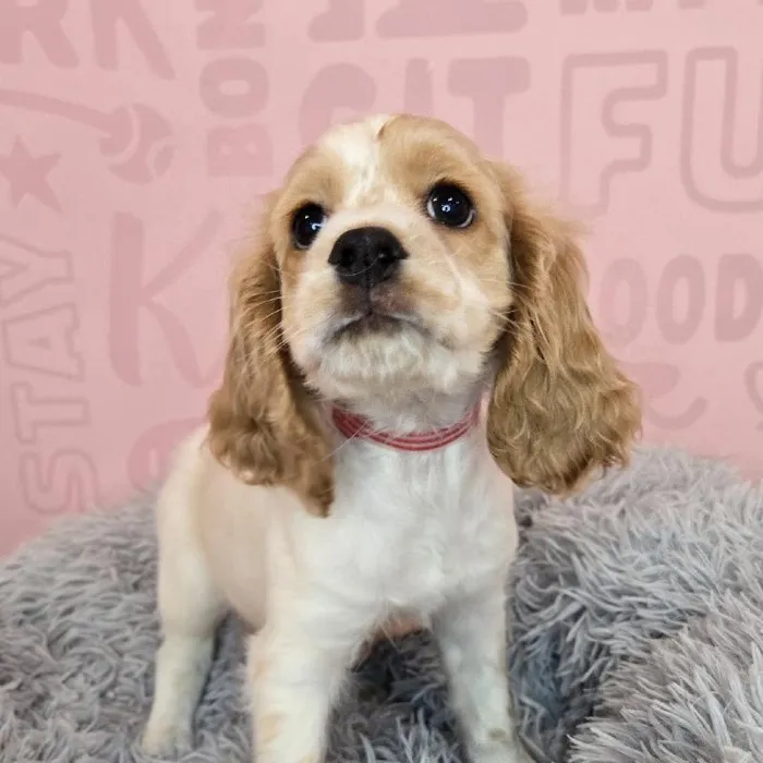 Female Cocker Spaniel puppy named Rebecca for sale at Waggles Raleigh.