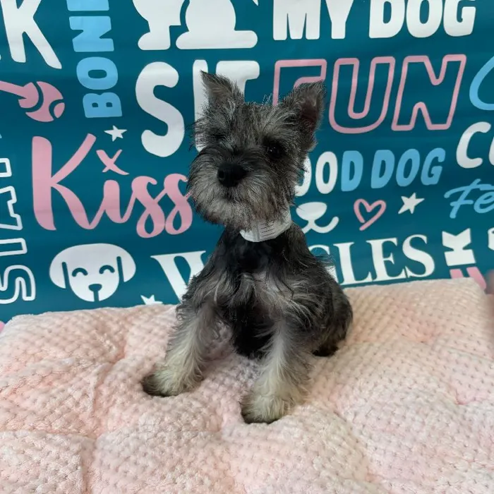 Male Mini Schnauzer Puppy for Sale in Charlotte, NC