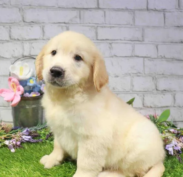 Male Golden Retriever puppy named Ross for sale at Waggles Raleigh.