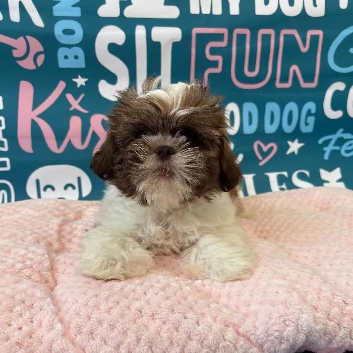 Female Shih Tzu Puppy for Sale in Charlotte, NC