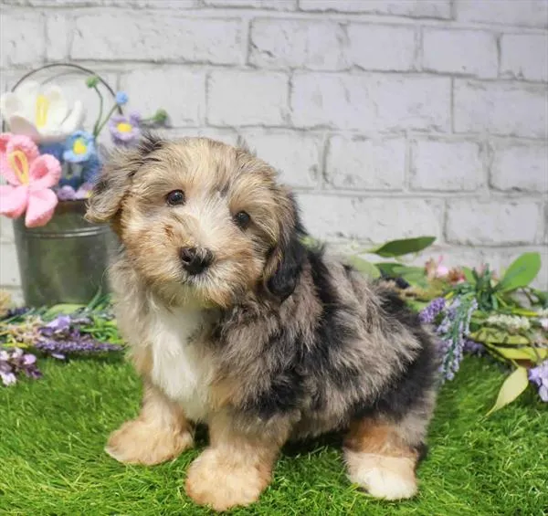 Male Yorkie-Poo puppy named Conrad for sale at Waggles Raleigh.