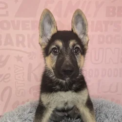 Female German Shepherd puppy named Calypso for sale at Waggles Raleigh.