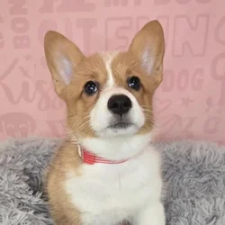 Female Pembroke Welsh Corgi puppy named Maura for sale at Waggles Raleigh.