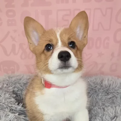 Female Pembroke Welsh Corgi puppy named Maura for sale at Waggles Raleigh.