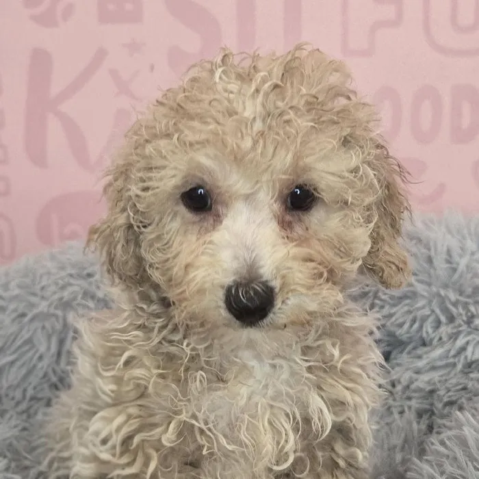 Male Bichapoo puppy named Cedric for sale at Waggles Raleigh.