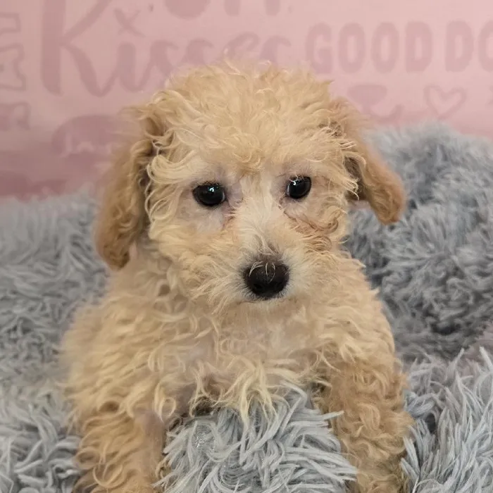 Female Mini Poodle puppy named Penelope for sale at Waggles Raleigh.