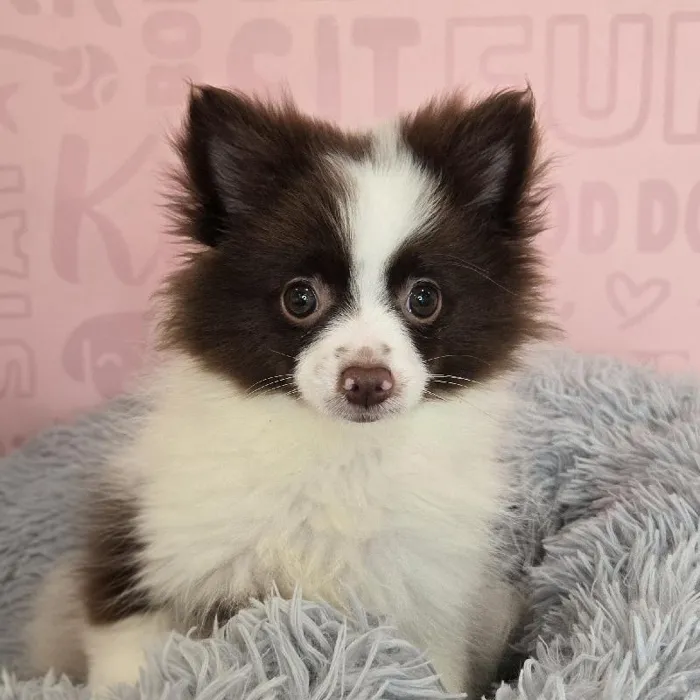 Male Pomeranian puppy named Daniel for sale at Waggles Raleigh.