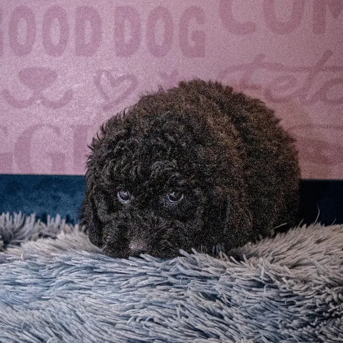 Male Poodle puppy named Mufasa for sale at Waggles Greensboro.