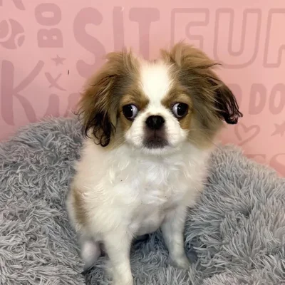 Male Japanese Chin puppy named Craig for sale at Waggles Raleigh.