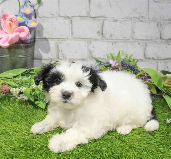 Female Pom-A-Poo puppy named Renee for sale at Waggles Raleigh.