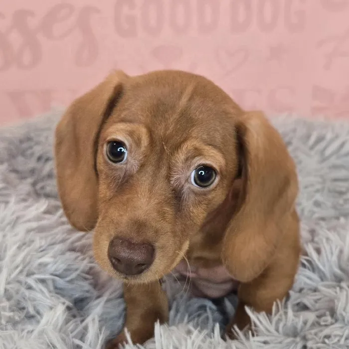 Female Dachshund puppy named Debbie for sale at Waggles Raleigh.