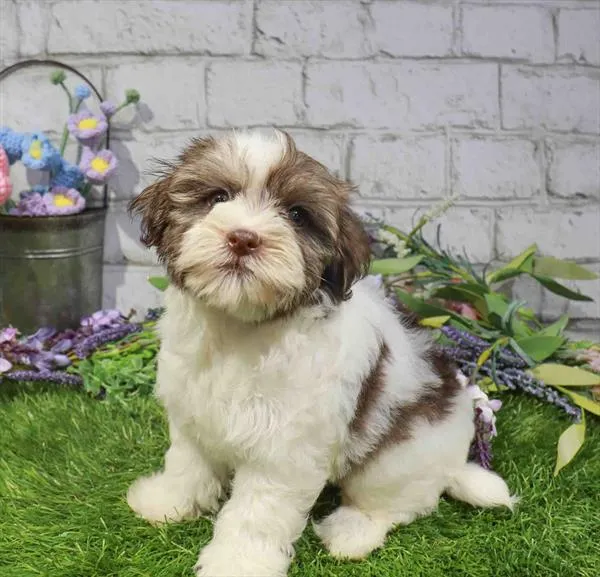 Male Havanese puppy for sale at Waggles Greensboro.