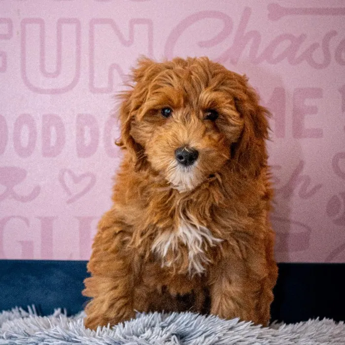 Male Mini Goldendoodle 2Nd Gen puppy named Simba for sale at Waggles Greensboro.