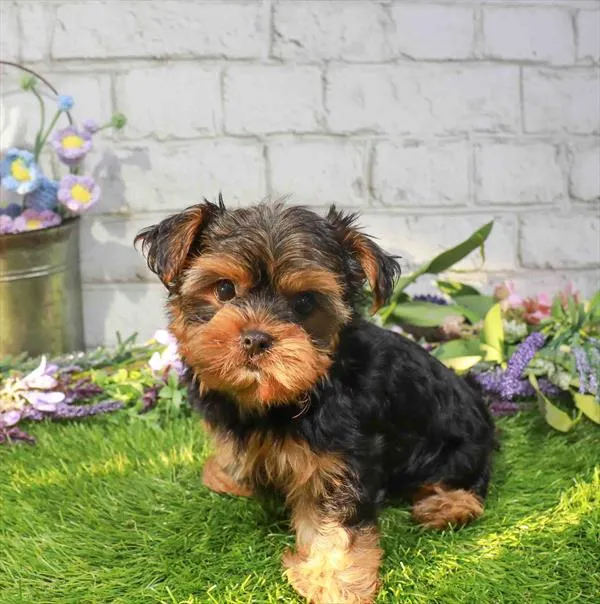 Male Yorkie puppy named Tater for sale at Waggles Charlotte.