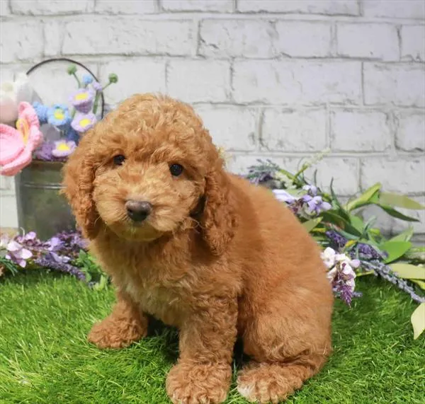 Male Cockapoo puppy named Romeo for sale at Waggles Raleigh.