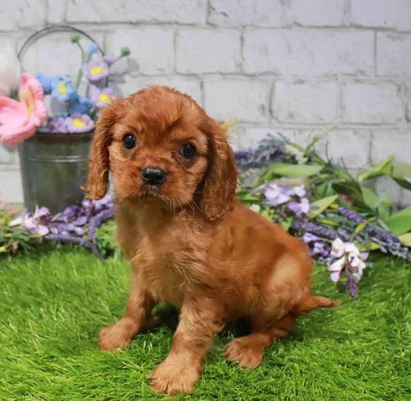 Female Cavalier King Charles Spaniel puppy named Dawn for sale at Waggles Charlotte.