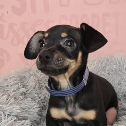 Male Chiweenie puppy named Devon for sale at Waggles Raleigh.
