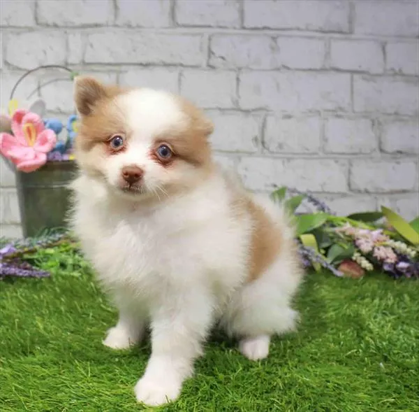 Male Pomeranian puppy named Mario for sale at Waggles Raleigh.