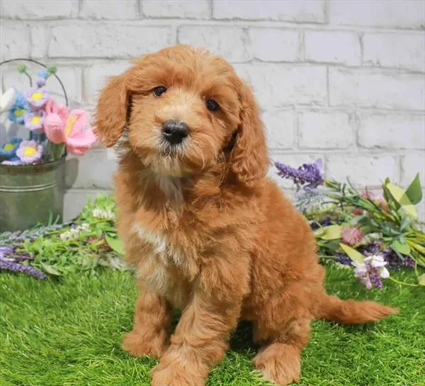 Male Mini Goldendoodle 2Nd Gen puppy named Simba for sale at Waggles Greensboro.