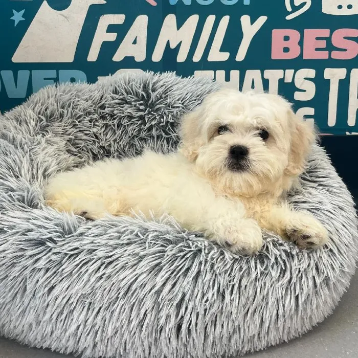 Female Shipoo puppy named Poppy for sale at Waggles Charlotte.