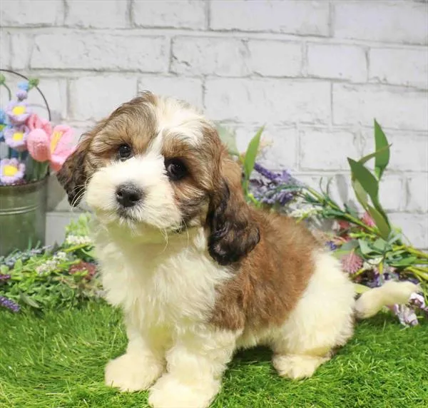 Male Teddy Bear puppy named Colin for sale at Waggles Raleigh.