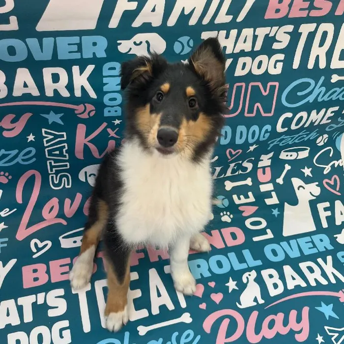 Male Collie Puppy for Sale in Charlotte, NC