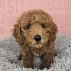Female Mini Goldendoodle 2Nd Gen puppy named Dara for sale at Waggles Raleigh.