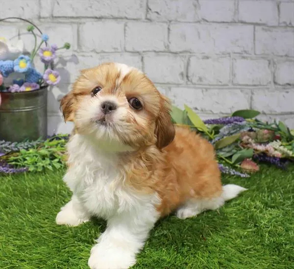 Female Shih Tzu puppy named Artemis for sale at Waggles Charlotte.