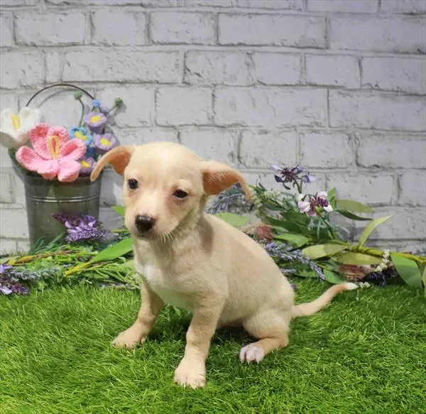 Male Chihuahua puppy named Scone for sale at Waggles Greensboro.