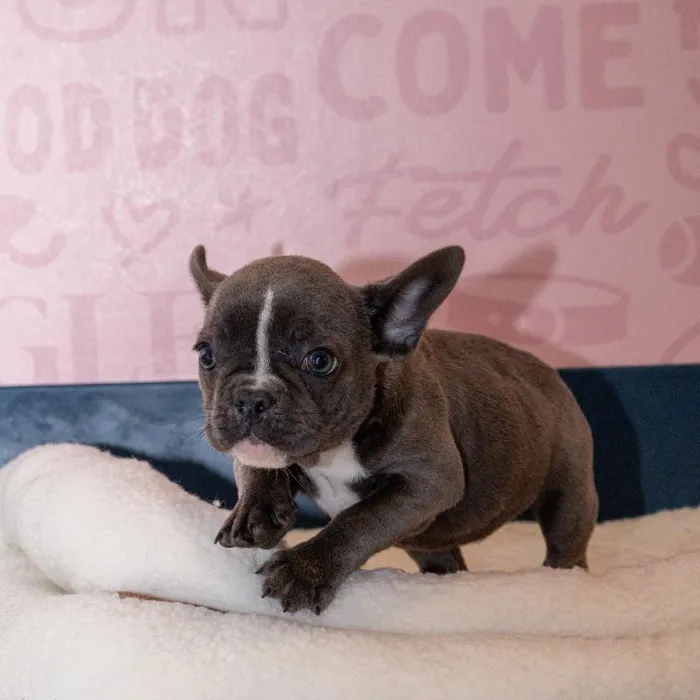 Female French Bulldog puppy named Peep for sale at Waggles Greensboro.