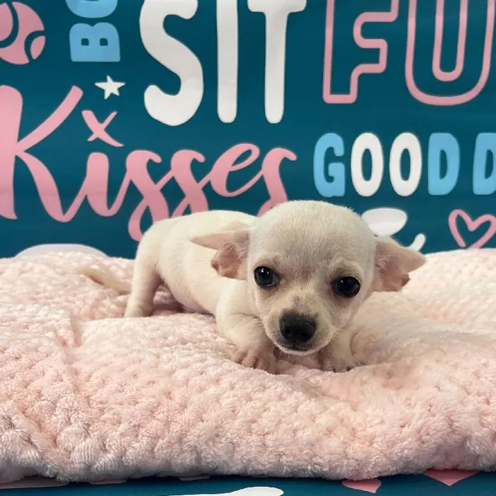 Male Chihuahua Puppy for Sale in Charlotte, NC