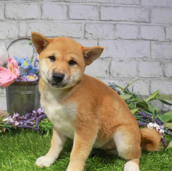 Male Shiba Inu puppy for sale at Waggles Greensboro.