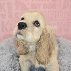Male Cocker Spaniel puppy named Sterling for sale at Waggles Raleigh.