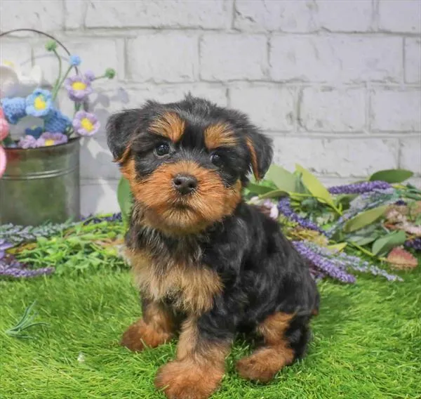 Female Silky Terrier puppy named Scarlett for sale at Waggles Charlotte.
