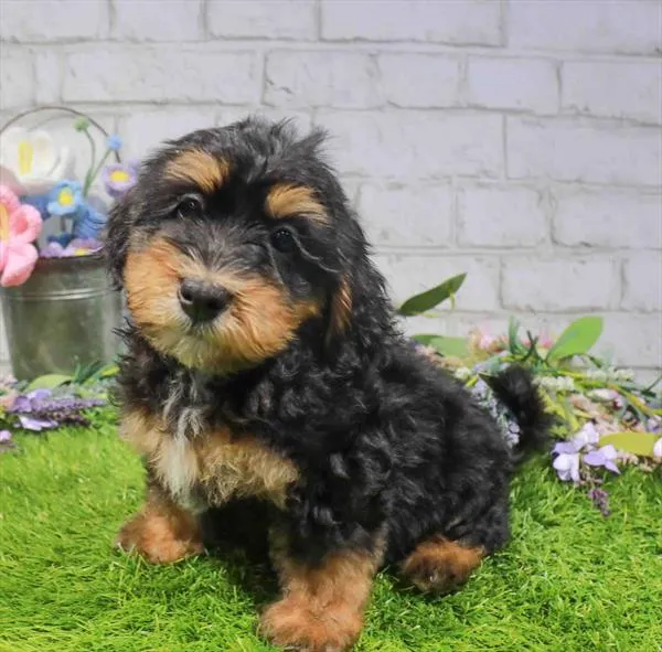 Male Mini Bernedoodle puppy named Baloo for sale at Waggles Charlotte.