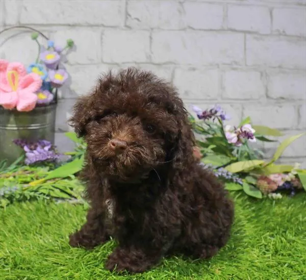 Female Schnoodle puppy named Fendi for sale at Waggles Charlotte.