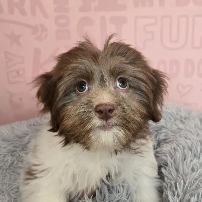 Male Havanese puppy named Jesse for sale at Waggles Raleigh.