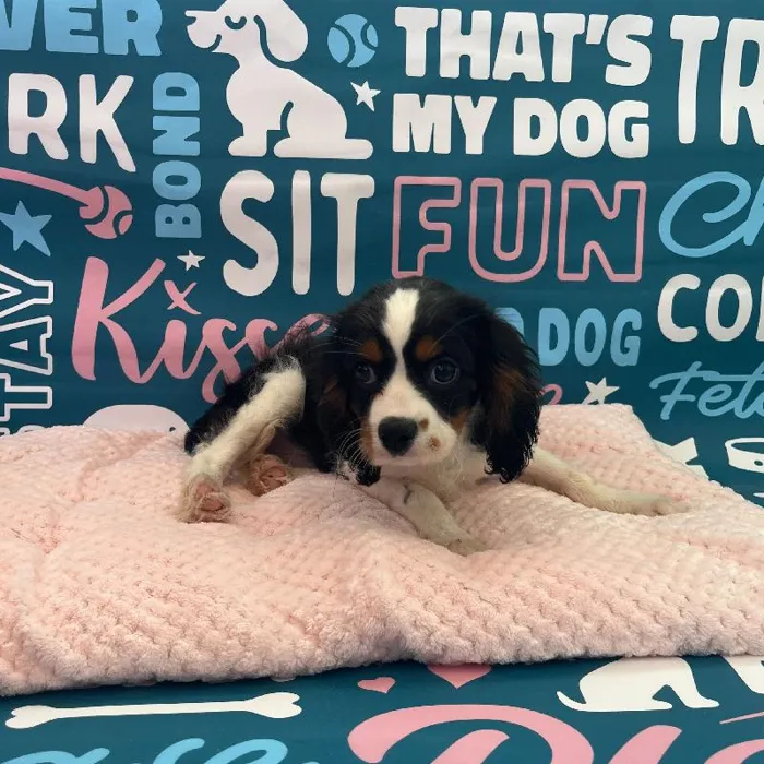 Male Cavalier King Charles Spaniel Puppy for Sale in Charlotte, NC