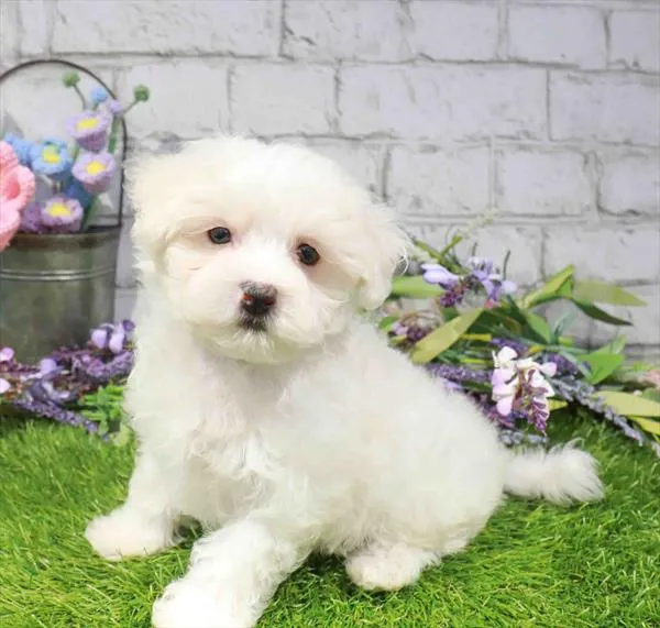 Male Maltese puppy for sale at Waggles Raleigh.