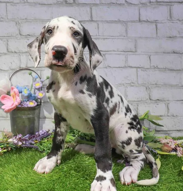 Male Great Dane puppy named Bruce for sale at Waggles Raleigh.