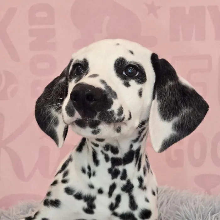 Male Dalmatian puppy named Bert for sale at Waggles Raleigh.