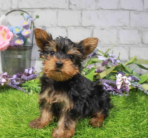 Male Yorkie puppy named Thunder for sale at Waggles Charlotte.