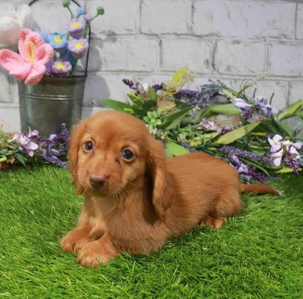 Female Dachshund puppy named Sadie for sale at Waggles Raleigh.