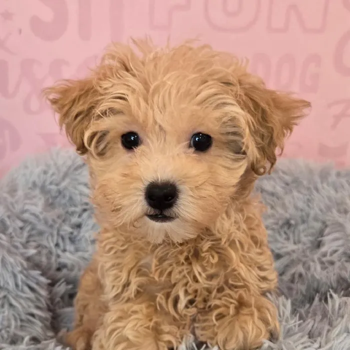 Male Mini Goldendoodle 2Nd Gen puppy named Lance for sale at Waggles Raleigh.