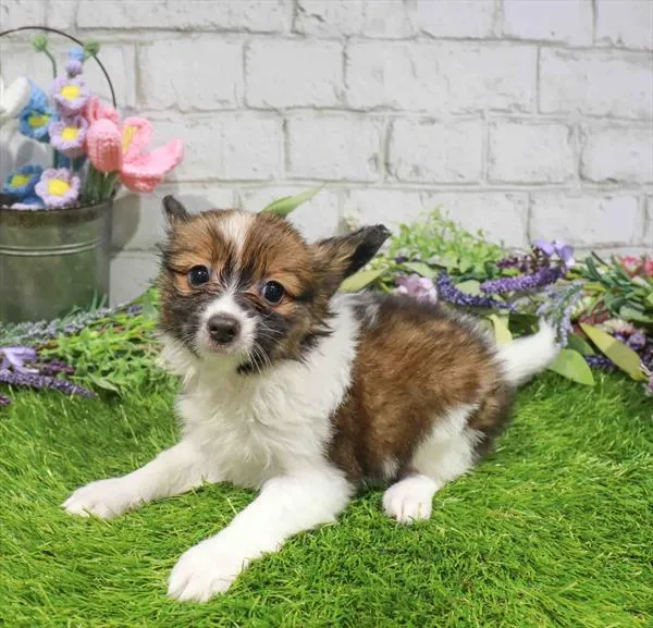 Male Papillon puppy named Anthony for sale at Waggles Raleigh.