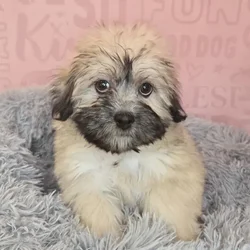 Male Teddy Bear puppy named Scottie for sale at Waggles Raleigh.