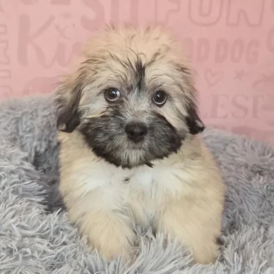 Male Teddy Bear puppy named Scottie for sale at Waggles Raleigh.